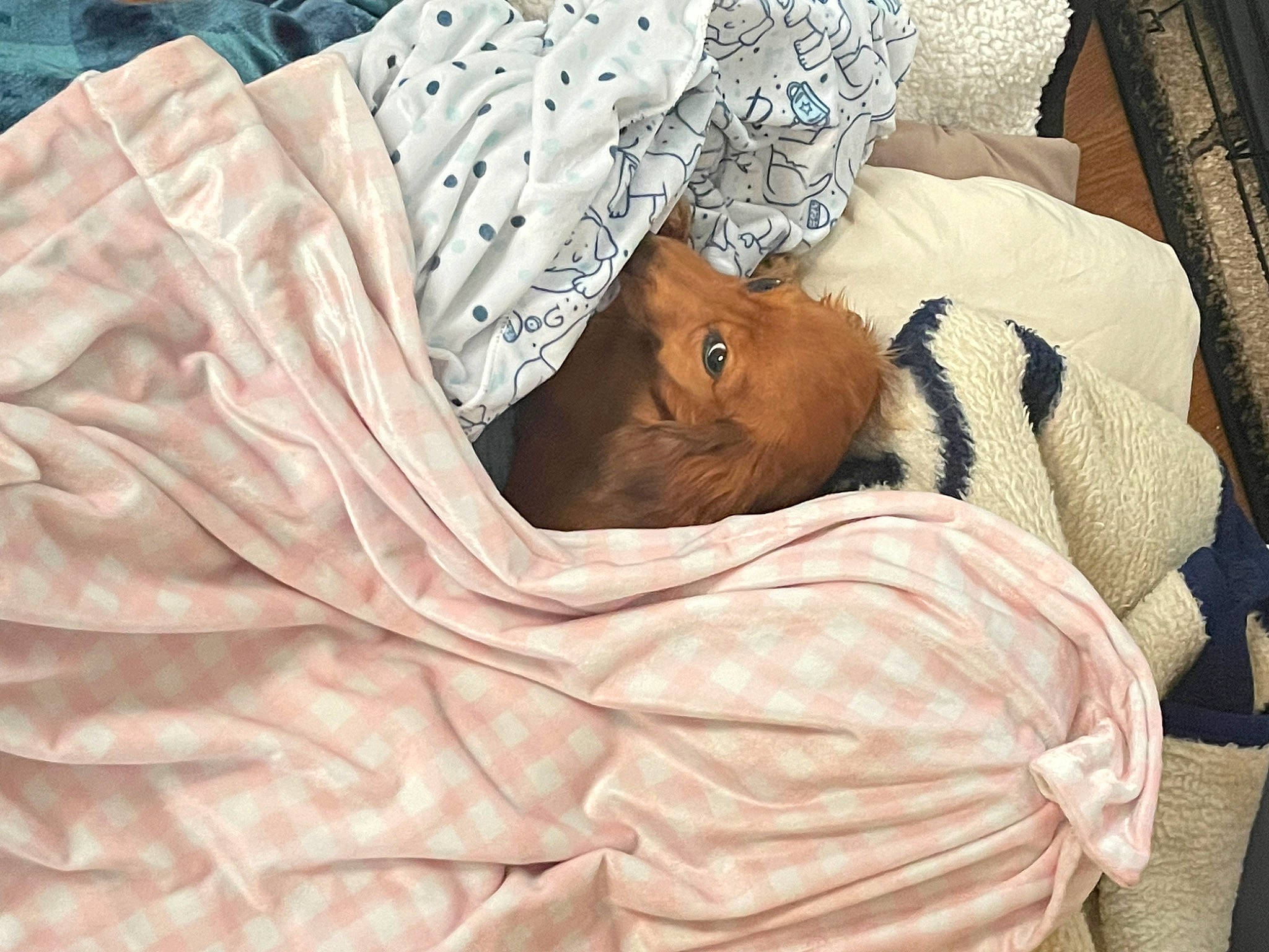 Ruby Sue joined the competition — help win amazing prizes! baby_products, bed, bed_sheet, bedding, bedroom, bedtime, blanket, brown, comfort, fur, hospital, linens, nap, peach, room, sleep, sporting_group, textile, wood, wrinkle