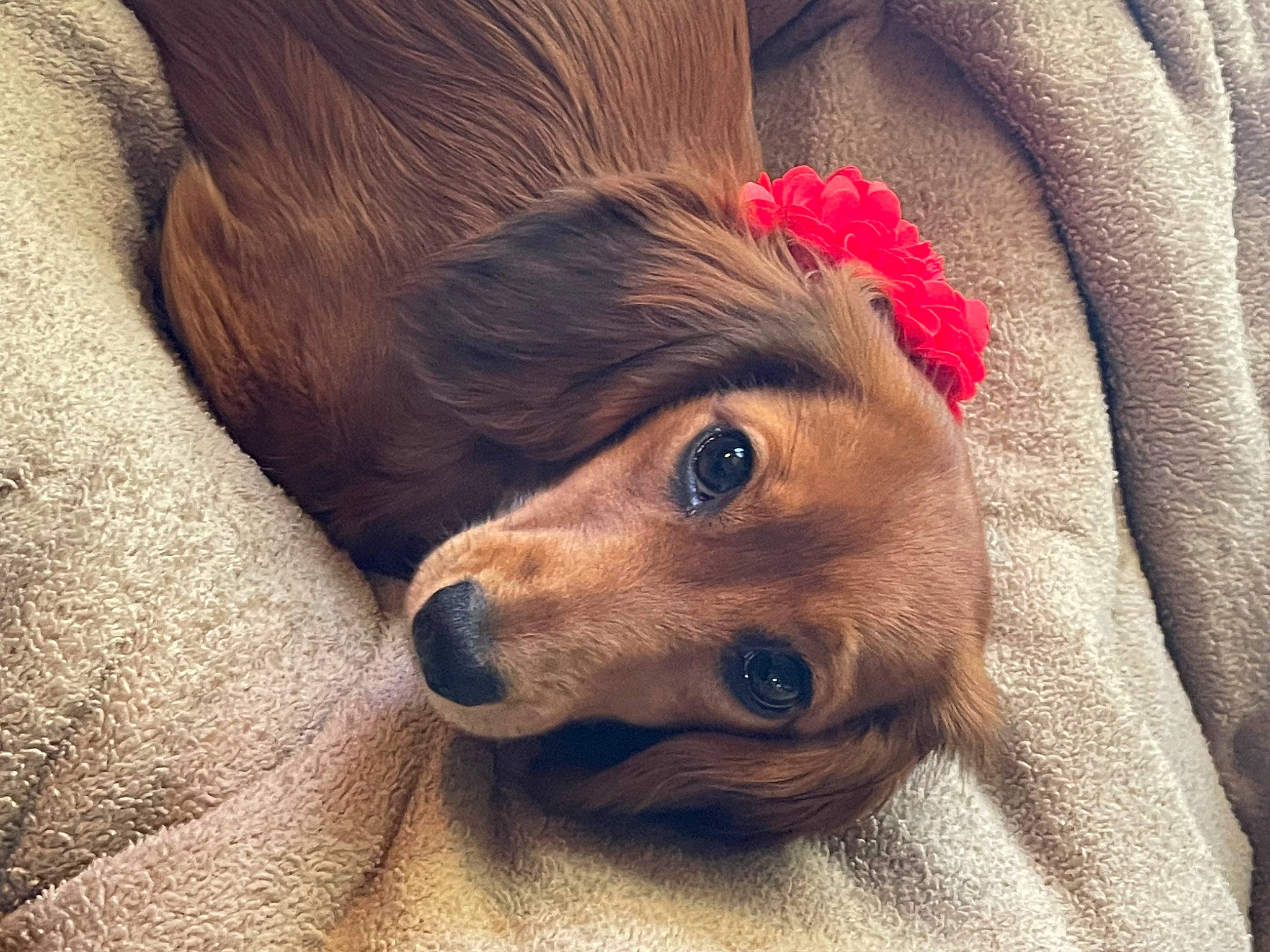 Ruby Sue joined the competition — help win amazing prizes! canidae, carnivore, close_up, companion_dog, dog, dog_breed, eyelash, fawn, flower, happy, head, liver, plant, sleeve, snout, sporting_group, toy_dog, whiskers, wood, working_animal