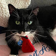 Bogie is registered to the contest to win money with this photo: cat, tuxedo_cat, green_eyes, collar, tag, red_accessory, whiskers, black_fur, white_fur, pet, indoor, blanket, textile, close_up, animal, fur, face, paw, resting, domestic_animal