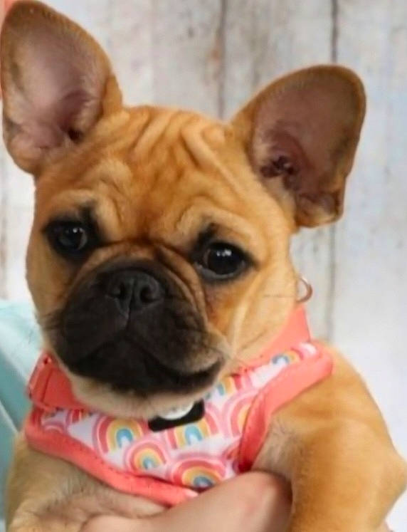 Twila is registered to the contest to win money with this photo: bulldog, canidae, carnivore, companion_dog, dog, dog_breed, dog_supply, ear, fawn, french_bulldog, fur, liver, non_sporting_group, puppy_love, snout, sporting_group, toy_dog, whiskers, working_animal, wrinkle