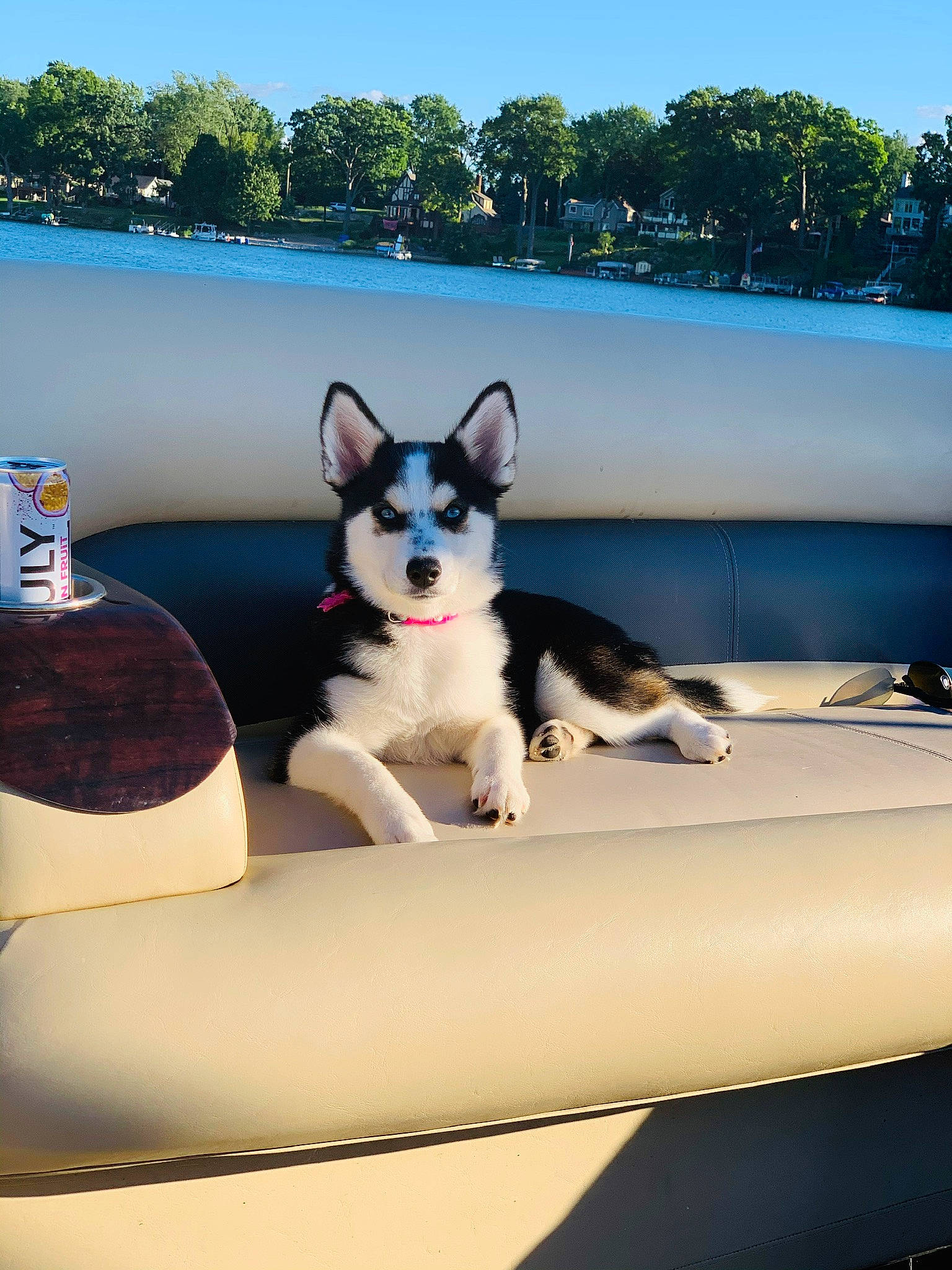 Luna Blue joined the competition — help win amazing prizes! canidae, carnivore, collar, companion_dog, couch, dog, dog_breed, dog_collar, dog_supply, pet_supply, snout, sporting_group, tail, vertebrate, working_animal, working_dog