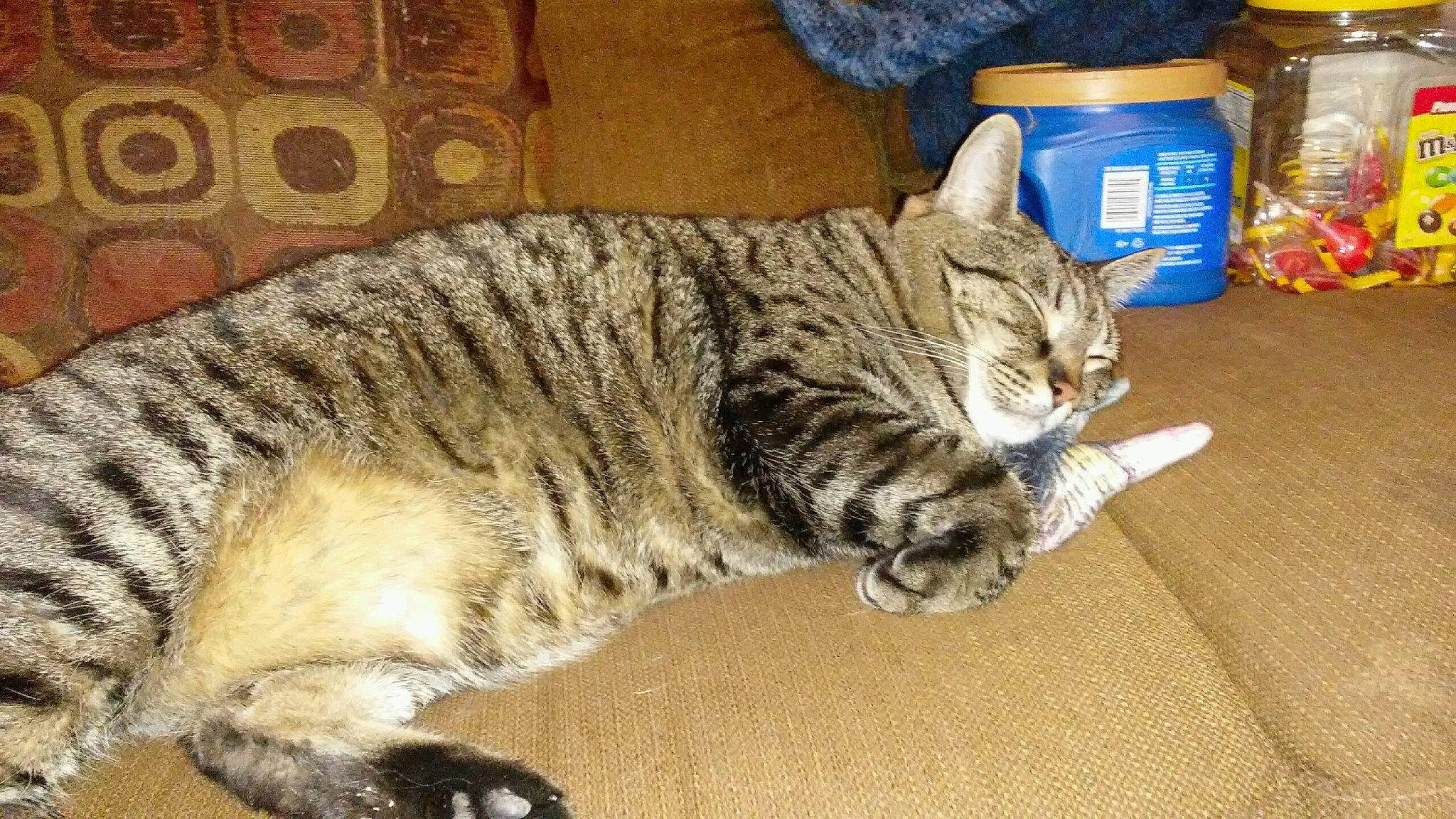 Sphynx is registered to the contest to win money with this photo: carnivore, cat, claw, domestic_short_haired_cat, felidae, flooring, fur, hat, mammal, paw, small_to_medium_sized_cats, snout, tail, terrestrial_animal, vertebrate, whiskers