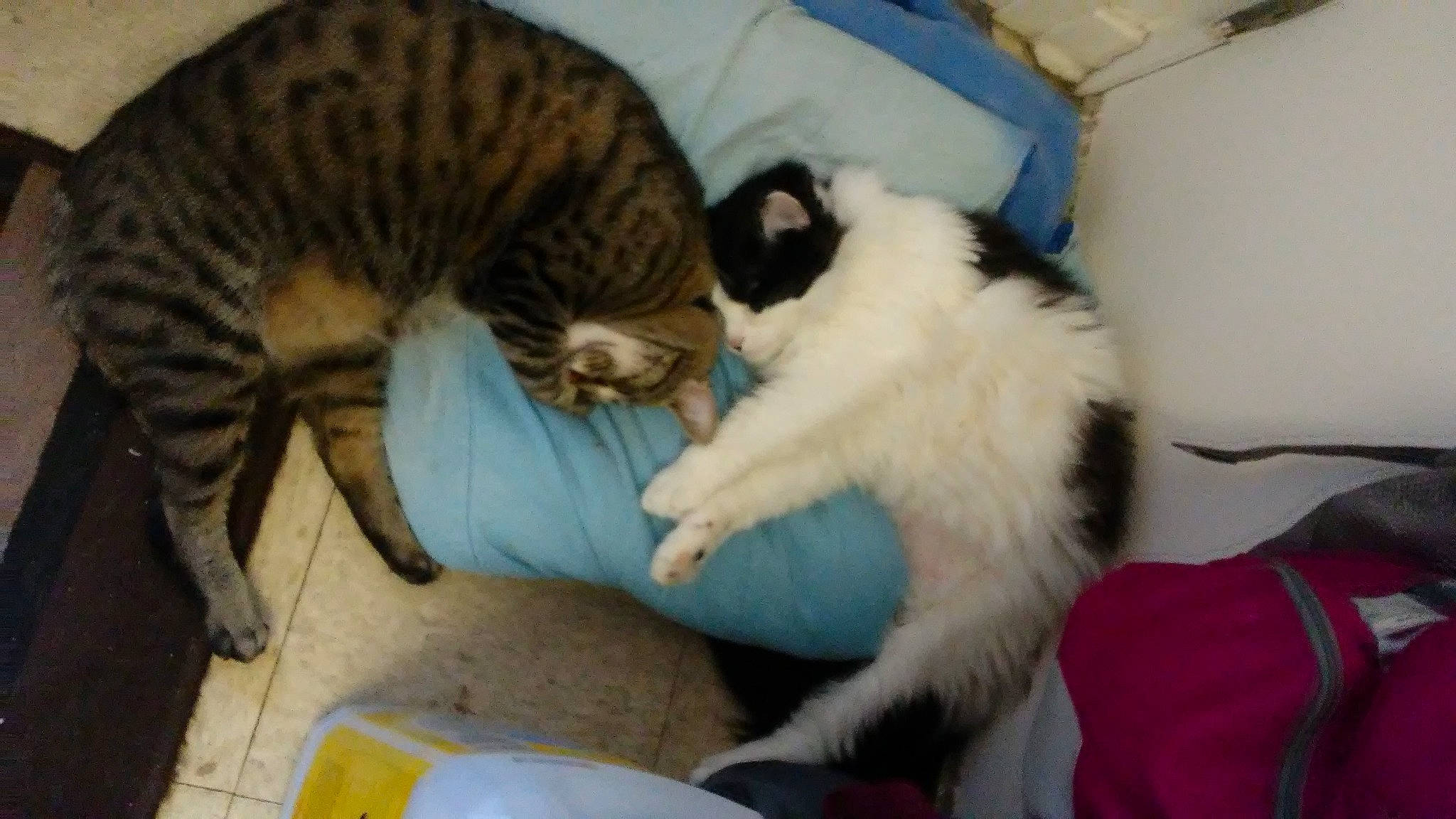 Sphynx joined the competition — help win amazing prizes! carnivore, cat, cat_supply, claw, comfort, companion_dog, domestic_short_haired_cat, fawn, felidae, fur, lap, mammal, nap, paw, pet_supply, small_to_medium_sized_cats, snout, tail, vertebrate, whiskers