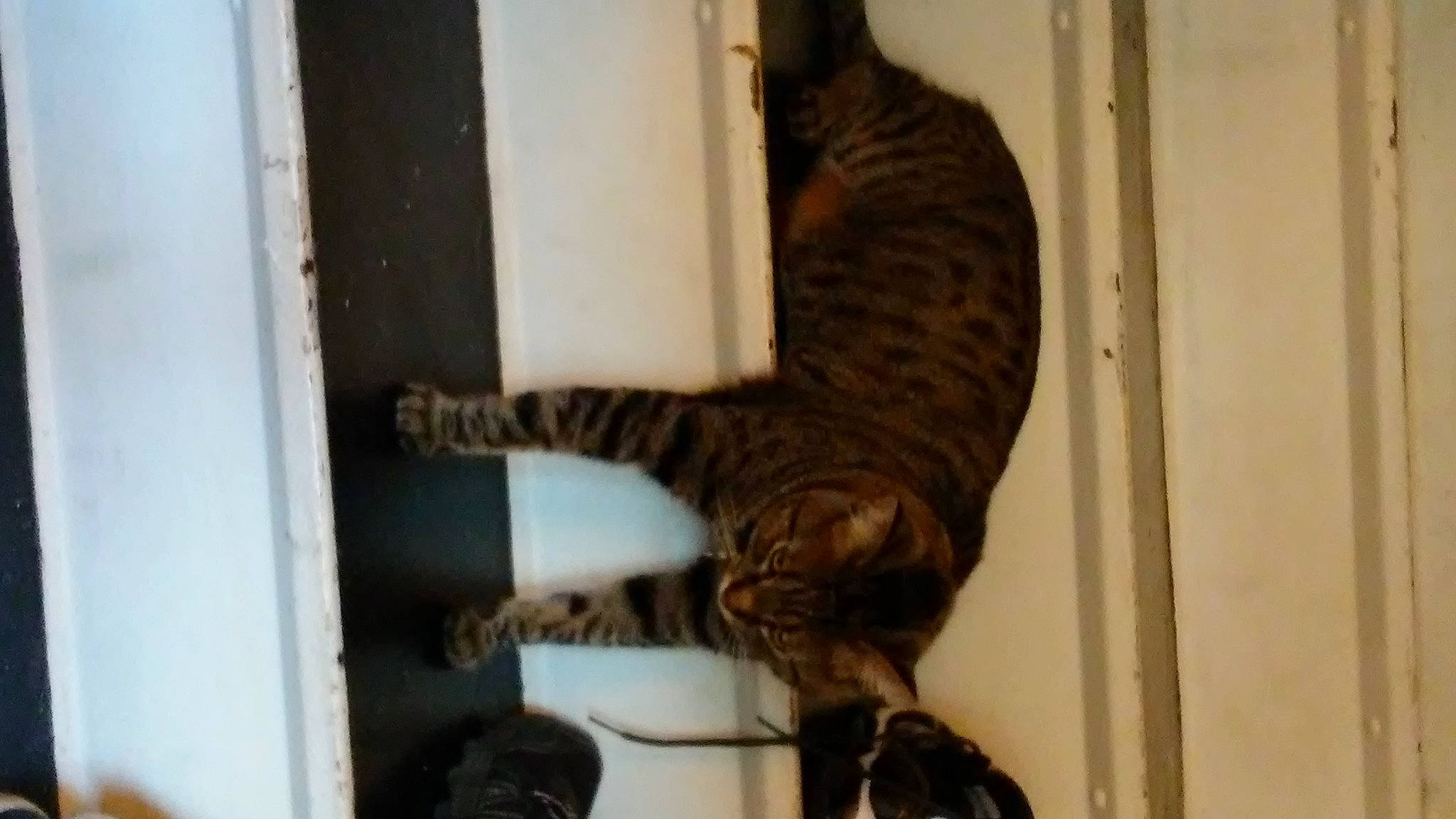 Sphynx joined the competition — help win amazing prizes! carnivore, cat, claw, domestic_short_haired_cat, felidae, fur, room, small_to_medium_sized_cats, snout, tail, terrestrial_animal, tree, whiskers, wood