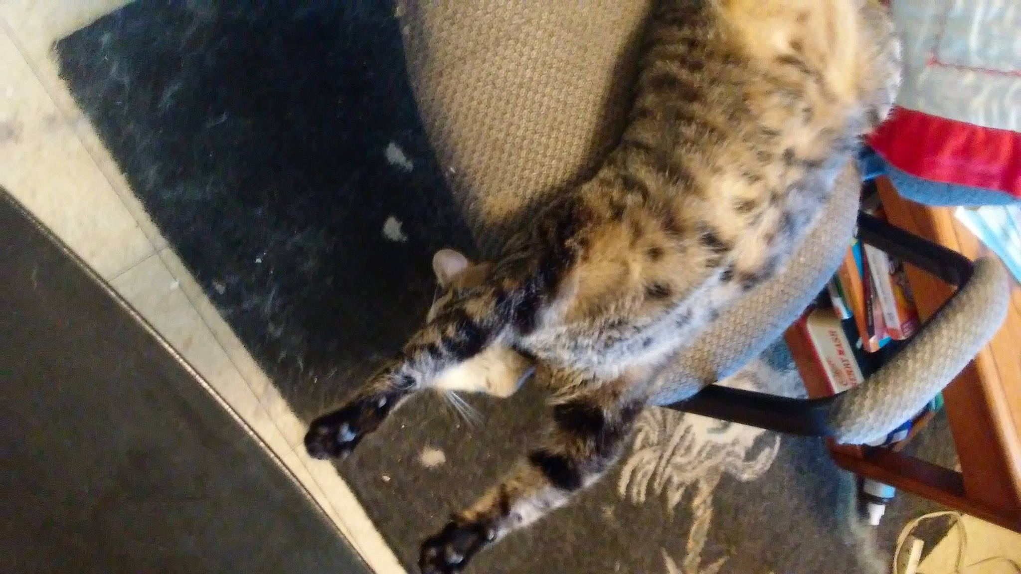 Sphynx is registered to the contest to win money with this photo: big_cats, canidae, carnivore, cat, claw, dog_breed, domestic_short_haired_cat, fawn, felidae, fur, leopard, meerkat, paw, small_to_medium_sized_cats, snout, tail, terrestrial_animal, whiskers, wildlife, wood