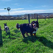Rebelle participe au concours pour gagner de l'argent avec cette photo : dog, grass, field, windmill, sky, sunny, outdoor, nature, pets, canine, greenery, rural, happy, tongue_out, fence, daytime, landscape, animal, pasture, blue_sky