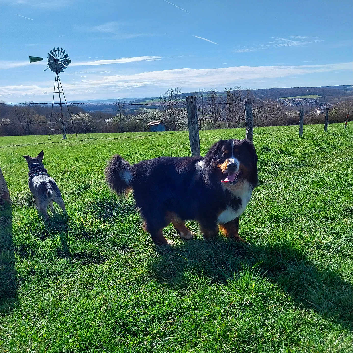Rebelle participe au concours pour gagner de l'argent avec cette photo : animal, blue_sky, canine, daytime, dog, fence, field, grass, greenery, happy, landscape, nature, outdoor, pasture, pets, rural, sky, sunny, tongue_out, windmill