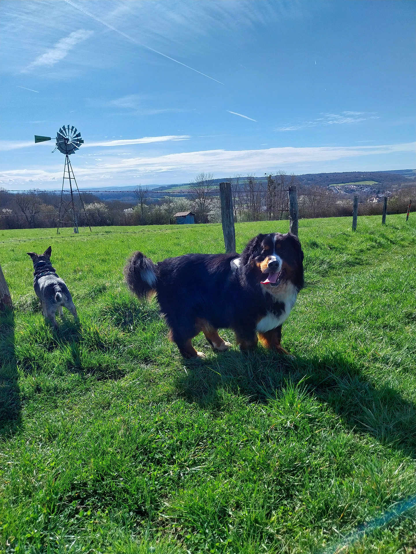 Rebelle participe au concours pour gagner de l'argent avec cette photo : dog, grass, field, windmill, sky, sunny, outdoor, nature, pets, canine, greenery, rural, happy, tongue_out, fence, daytime, landscape, animal, pasture, blue_sky