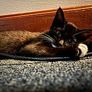 Lucky Luci is registered to the contest to win money with this photo: cat, black_and_white, fur, carpet, whiskers, paws, wooden_baseboard, indoor, pet, animal, curious, close_up, cable, laying_down, relaxed, eyes, young_cat, feline, cozy