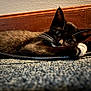 animal, black_and_white, cable, carpet, cat, close_up, cozy, curious, eyes, feline, fur, indoor, laying_down, paws, pet, relaxed, whiskers, wooden_baseboard, young_cat