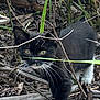 Lucky Luci is registered to the contest to win money with this photo: kitten, cat, black_and_white, whiskers, outdoor, nature, grass, twigs, leaves, curious, young_cat, animal, feline, closeup, walking, wild, exploring, cute, small, paw