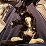 Lucky Luci is registered to the contest to win money with this photo: cat, kitten, sleeping, black_and_white, pet, feline, relaxed, home, lap, fur, whiskers, paws, cozy, resting, animal, domestic, indoor, cute, soft, comfort