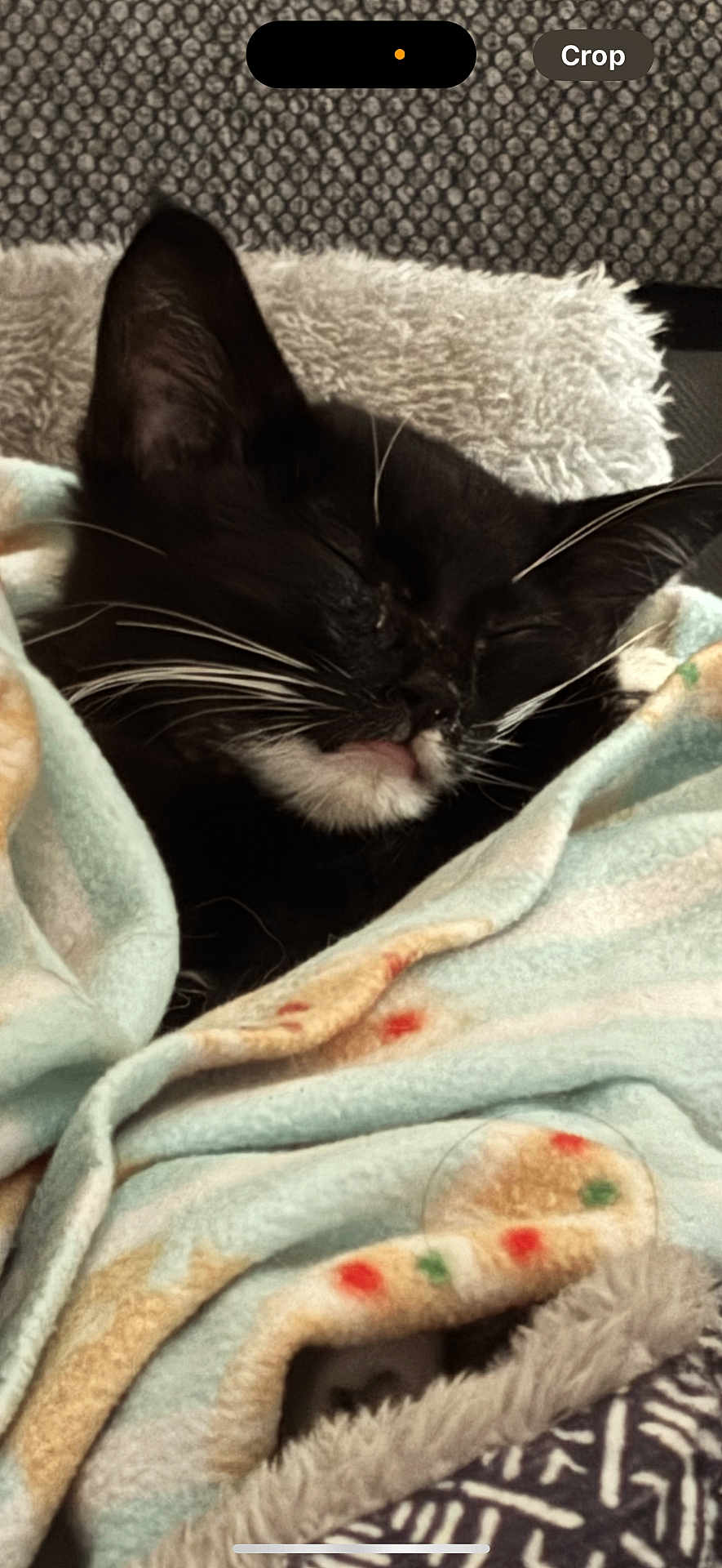 Lucky Luci joined the competition — help win amazing prizes! cat, kitten, sleeping, black_and_white, whiskers, blanket, cozy, fleece, fur, pet, indoor, cute, nap, resting, animal, small, snuggled, soft, domestic, relaxing