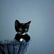 Lucky Luci joined the competition — help win amazing prizes! alert, animal, black_cat, cat_hammock, cozy, curious, cute, ears_up, feline, gray_background, indoor, kitten, looking, pet, plush, sitting, small, whiskers, white_paws, young_cat