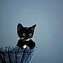 alert, animal, black_cat, cat_hammock, cozy, curious, cute, ears_up, feline, gray_background, indoor, kitten, looking, pet, plush, sitting, small, whiskers, white_paws, young_cat