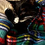 animal, black_and_white, blanket, cat, closeup, comfort, cozy, cute, domestic, feline, fur, indoor, paw, pet, plaid, relaxing, resting, sleeping, soft, whiskers