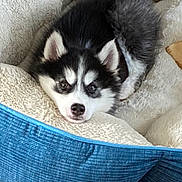 Baby joined the competition — help win amazing prizes! husky, puppy, dog, pet, bed, cozy, fur, black_and_white, cute, animal, sleepy, indoors, wooden_floor, ears, face, nose, tail, resting, young, companion