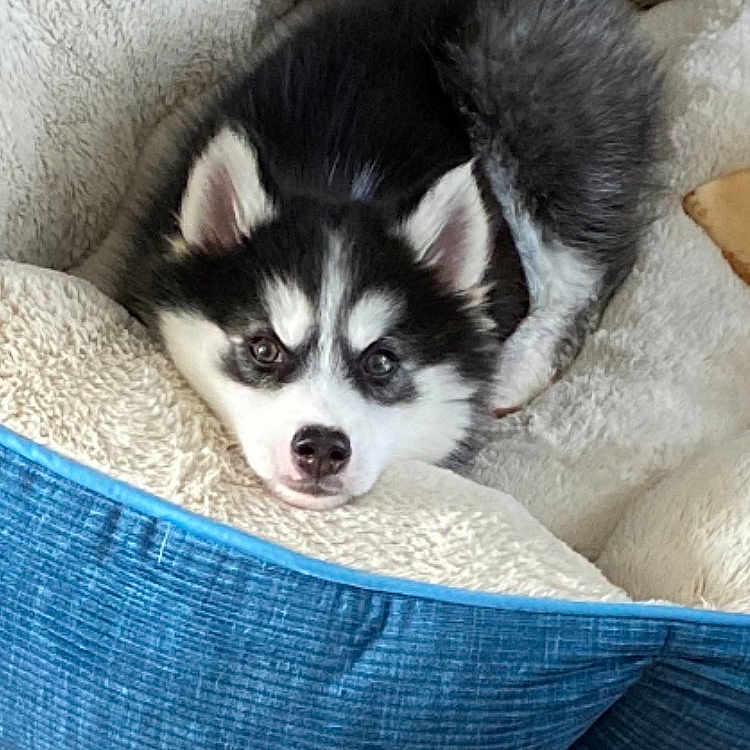 Baby joined the competition — help win amazing prizes! animal, bed, black_and_white, companion, cozy, cute, dog, ears, face, fur, husky, indoors, nose, pet, puppy, resting, sleepy, tail, wooden_floor, young