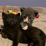 Belle And Romeo is registered to the contest to win money with this photo: abyssinian, animal, blackcat, cat, couch, furniture, kitten, manx, person, pet, siamese