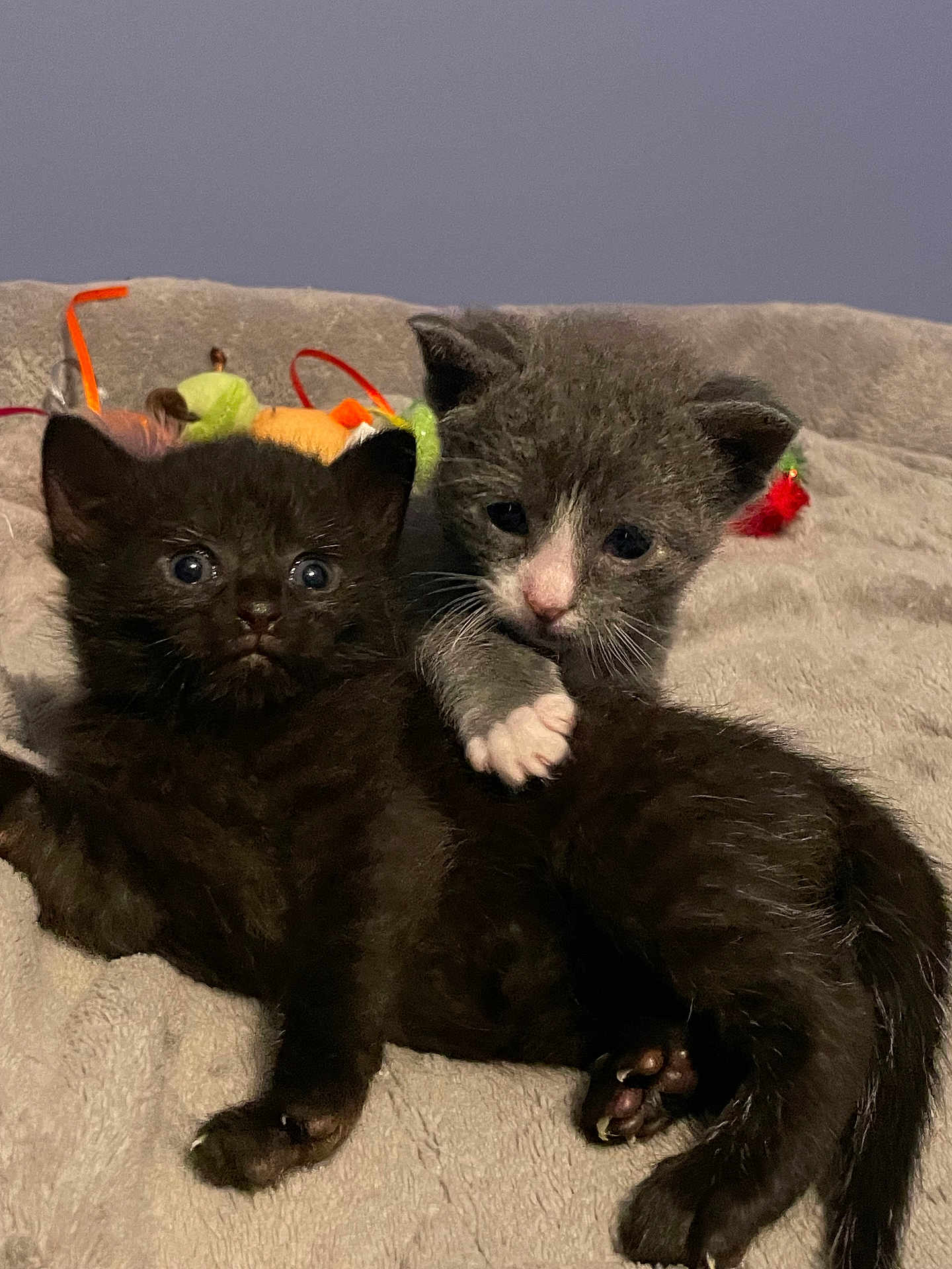 Belle And Romeo