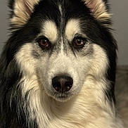 Demon joined the competition — help win amazing prizes! animal, black_and_white, brown_eyes, calm, canine, close_up, dog, ears, face, fluffy, friendly, fur, husky, indoors, looking_at_camera, mammal, nose, pet, portrait, whiskers