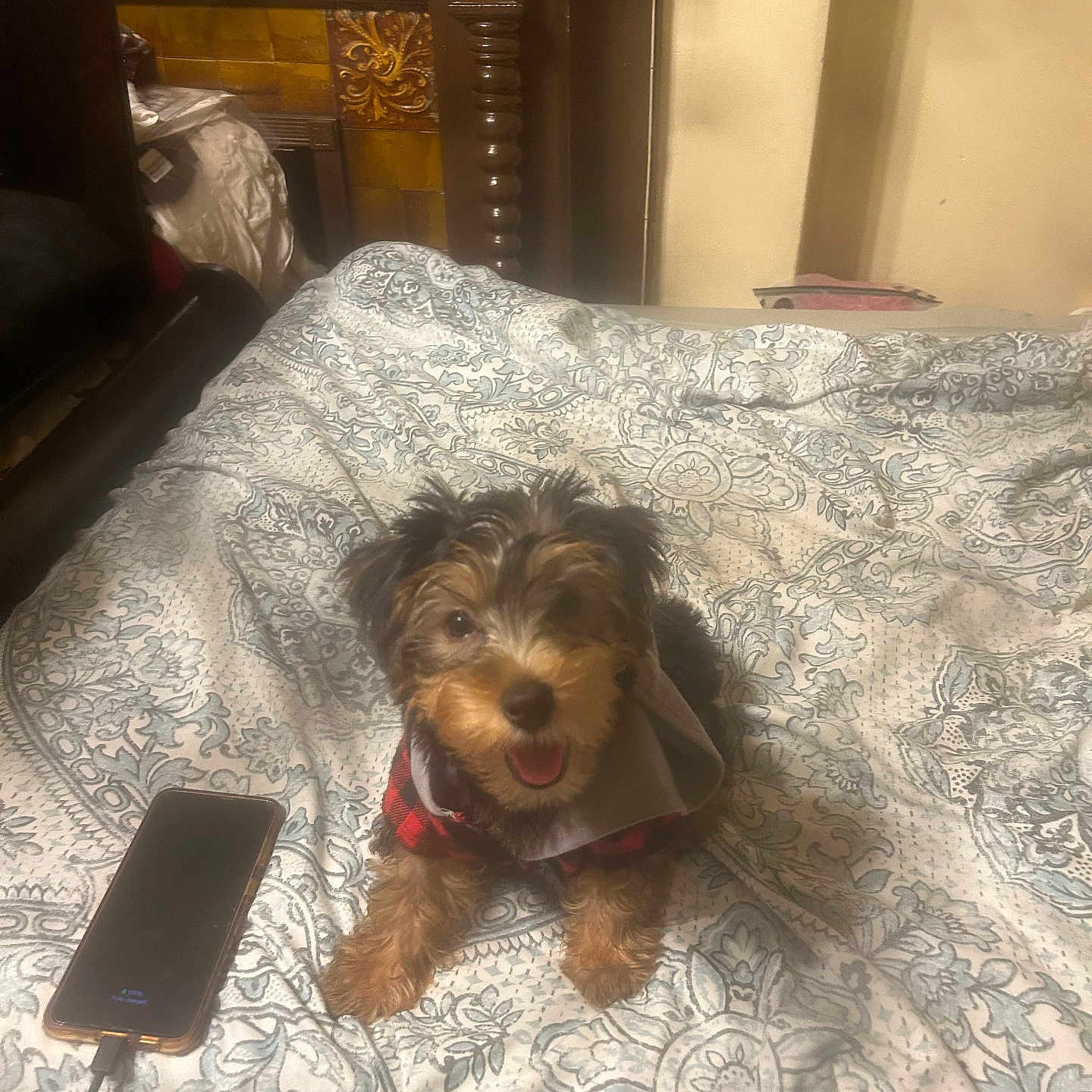Rocky joined the competition — help win amazing prizes! bed, bedroom, blanket, charging_phone, cozy, cute, dog, domestic_animal, fur, happy, indoor, patterned_blanket, pet, phone, puppy, resting, small_dog, smiling, tongue_out, wooden_furniture
