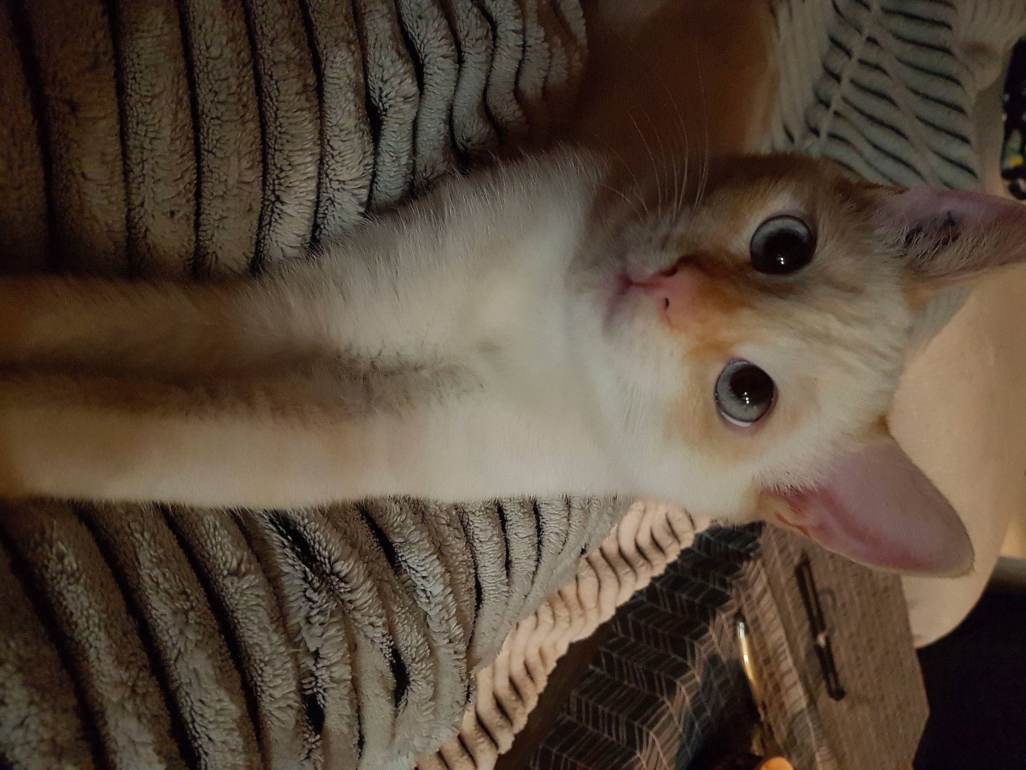 Blue a rejoint le concours — aidez-le/la à gagner de superbes lots ! carnivore, cat, close_up, comfort, domestic_short_haired_cat, fawn, felidae, fur, small_to_medium_sized_cats, snout, whiskers