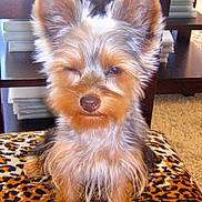 Kimmy is registered to the contest to win money with this photo: puppy, dog, yorkshire_terrier, small_dog, fluffy, brown_fur, tan_fur, white_fur, large_ears, sitting, portrait, close_up, pet, animal, indoors, blanket, leopard_print, carpet, furniture, cute