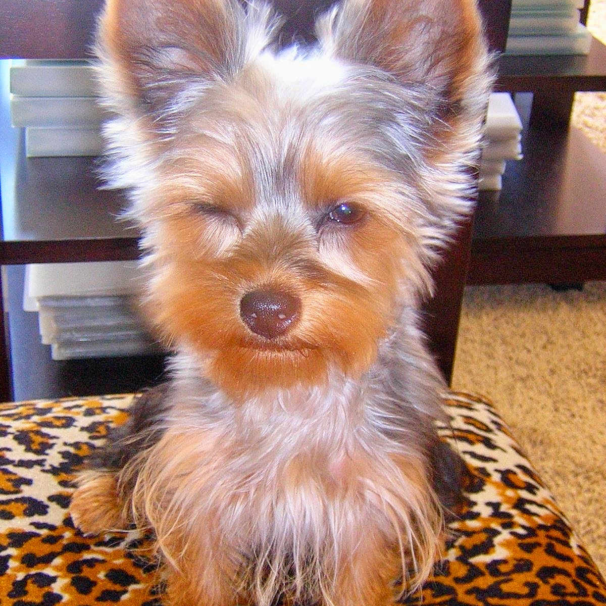 Kimmy