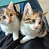 kitten, cat, calico, pet, indoor, lap, fur, animal, cute, curious, whiskers, ears, person, clothing, black, blue, table, laptop, technology, home