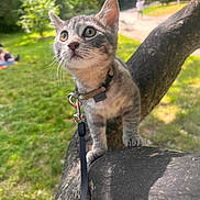 Poiraud participe au concours pour gagner de l'argent avec cette photo : kitten, gray_tabby, cat, tree, leash, collar, outdoor, park, greenery, sunlight, grass, animal, pet, young, curious, nature, blurred_background, daytime, whiskers, closeup