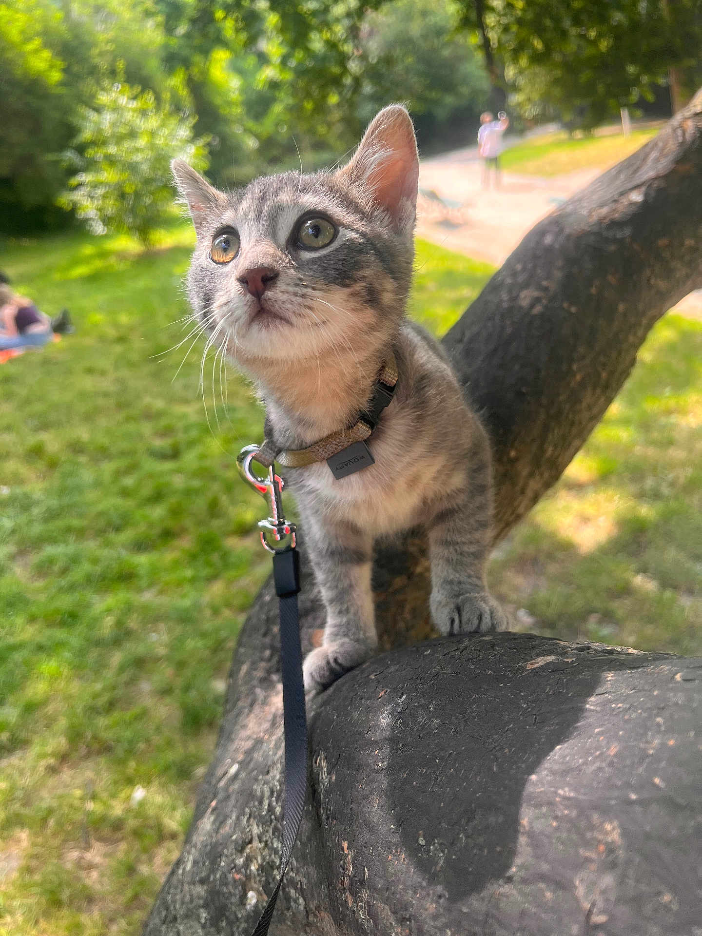 Poiraud participe au concours pour gagner de l'argent avec cette photo : kitten, gray_tabby, cat, tree, leash, collar, outdoor, park, greenery, sunlight, grass, animal, pet, young, curious, nature, blurred_background, daytime, whiskers, closeup