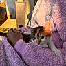 cat, kitten, blanket, purple, furry, hand, sunlight, relaxation, cozy, pet, animal, cute, indoor, soft, fur, resting, warm, comfort, portrait, person