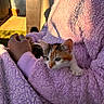 kitten, calico_cat, cat, pet, animal, person, hand, sweater, lavender, purple, fuzzy_texture, cozy, sunlight, outdoor, nature, shadow, comfort, resting, cute, small