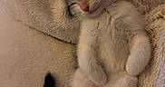 Soka a rejoint le concours — aidez-le/la à gagner de superbes lots ! kitten, cat, sleeping, cute, fluffy, fur, tail, paws, cozy, blanket, resting, young, animal, pet, domestic, relaxed, soft, indoor, adorable, peaceful