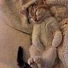 kitten, cat, sleeping, cute, fluffy, fur, tail, paws, cozy, blanket, resting, young, animal, pet, domestic, relaxed, soft, indoor, adorable, peaceful