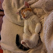 Soka participe au concours pour gagner de l'argent avec cette photo : kitten, sleeping, fluffy_blanket, beige, cozy, cute, pet, animal, fur, tail, paw, relaxed, indoor, soft_texture, resting, closeup, small, adorable, peaceful, snuggle