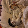 kitten, sleeping, fluffy_blanket, beige, cozy, cute, pet, animal, fur, tail, paw, relaxed, indoor, soft_texture, resting, closeup, small, adorable, peaceful, snuggle