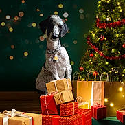 Abby is registered to the contest to win money with this photo: dog, christmas_tree, presents, holiday, decorations, lights, red_garland, gift_boxes, festive, indoor, pet, collar, tags, floor, celebration, ornaments, wrapped_gifts, greenery, holiday_spirit, cute