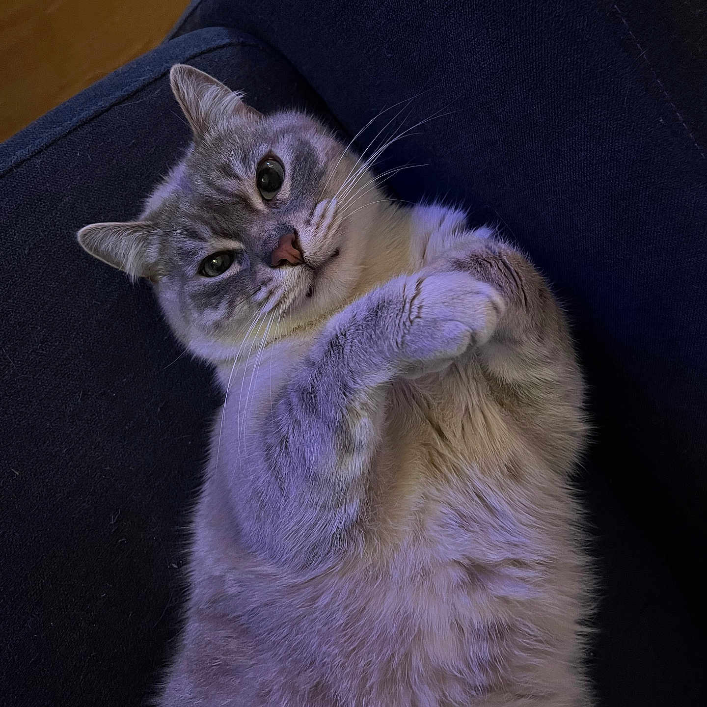 Neji a rejoint le concours — aidez-le/la à gagner de superbes lots ! abyssinian, angora, animal, architecture, armchair, building, cat, chair, couch, furniture, hardwood, homedecor, indoors, kitten, livingroom, manx, pet, room, siamese, wood