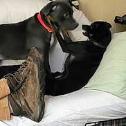 Dixie Lee is registered to the contest to win money with this photo: dog, pets, indoor, couch, playing, black_dog, red_collar, boots, blanket, pillow, furniture, resting, interaction, canine, animal, domestic, cozy, room, relaxing, friendship