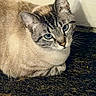 Nala is registered to the contest to win money with this photo: cat, blue_eyes, fur, animal, pet, indoor, mat, resting, looking_up, whiskers, ears, face, close_up, cute, feline, domestic_animal, calm, curious, texture, wall
