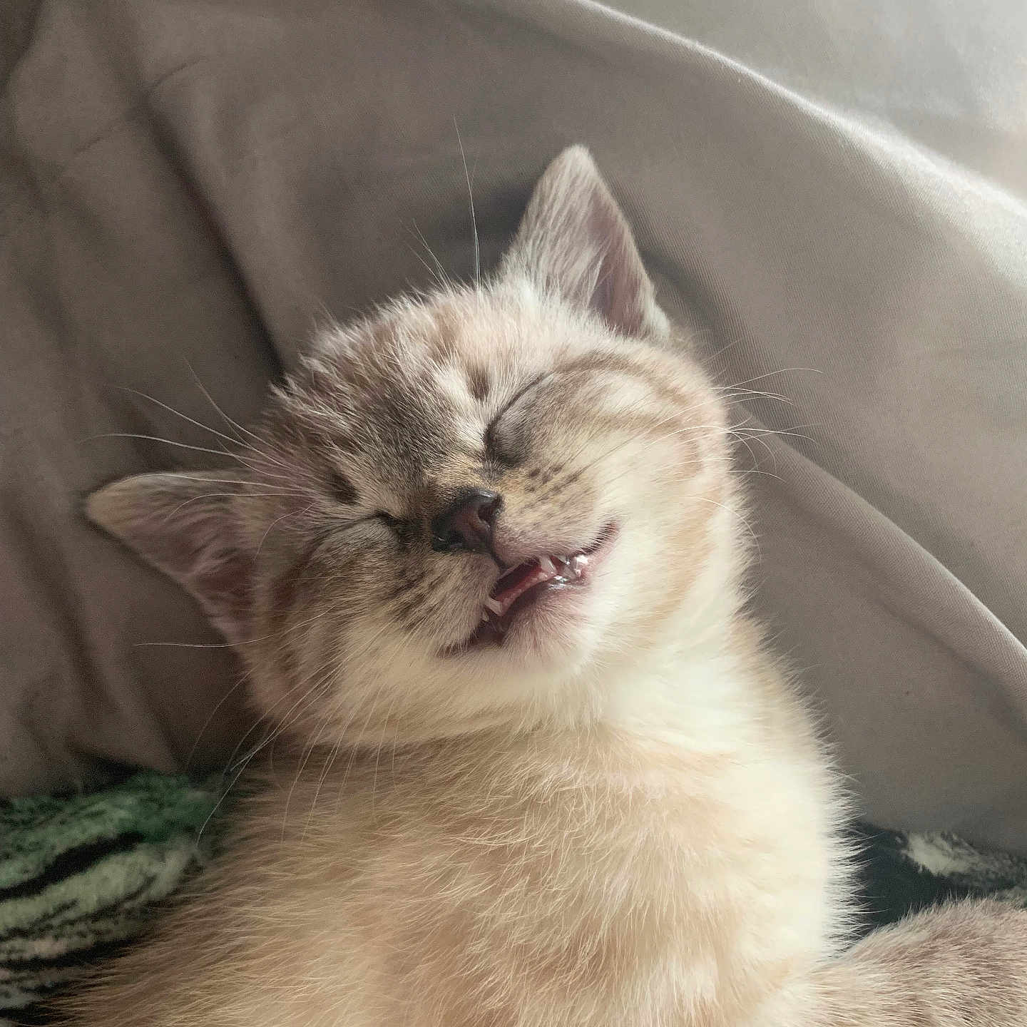 Nala is registered to the contest to win money with this photo: kitten, cat, sleeping, smiling, fur, pet, cute, whiskers, closeup, animal, cozy, resting, young, feline, soft, nap, domestic, cute_face, indoor, relaxed