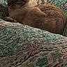 cat, sleeping, animal, pet, fur, cozy, blanket, pattern, resting, indoor, tabby, cute, relaxing, soft, closeup, comfort, home, feline, nap, warm