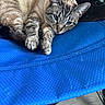 cat, tabby, blue_eyes, feline, pet, indoor, chair, blue_chair, relaxed, resting, fur, whiskers, paws, floor, wooden_floor, domestic_animal, close_up, animal, cute, sleepy