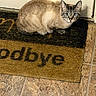 Nala is registered to the contest to win money with this photo: cat, siamese_cat, blue_eyes, doormat, welcome_mat, floor_tiles, indoor, pet, animal, fur, alert, curious, sitting, door, home, closeup, domestic, cute, whiskers, paws