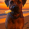 dog, bone, beach, sunset, sand, ocean, waves, collar, pet, animal, outdoor, portrait, brown_dog, canine, nature, sky, serious, close_up, sunset_sky, water