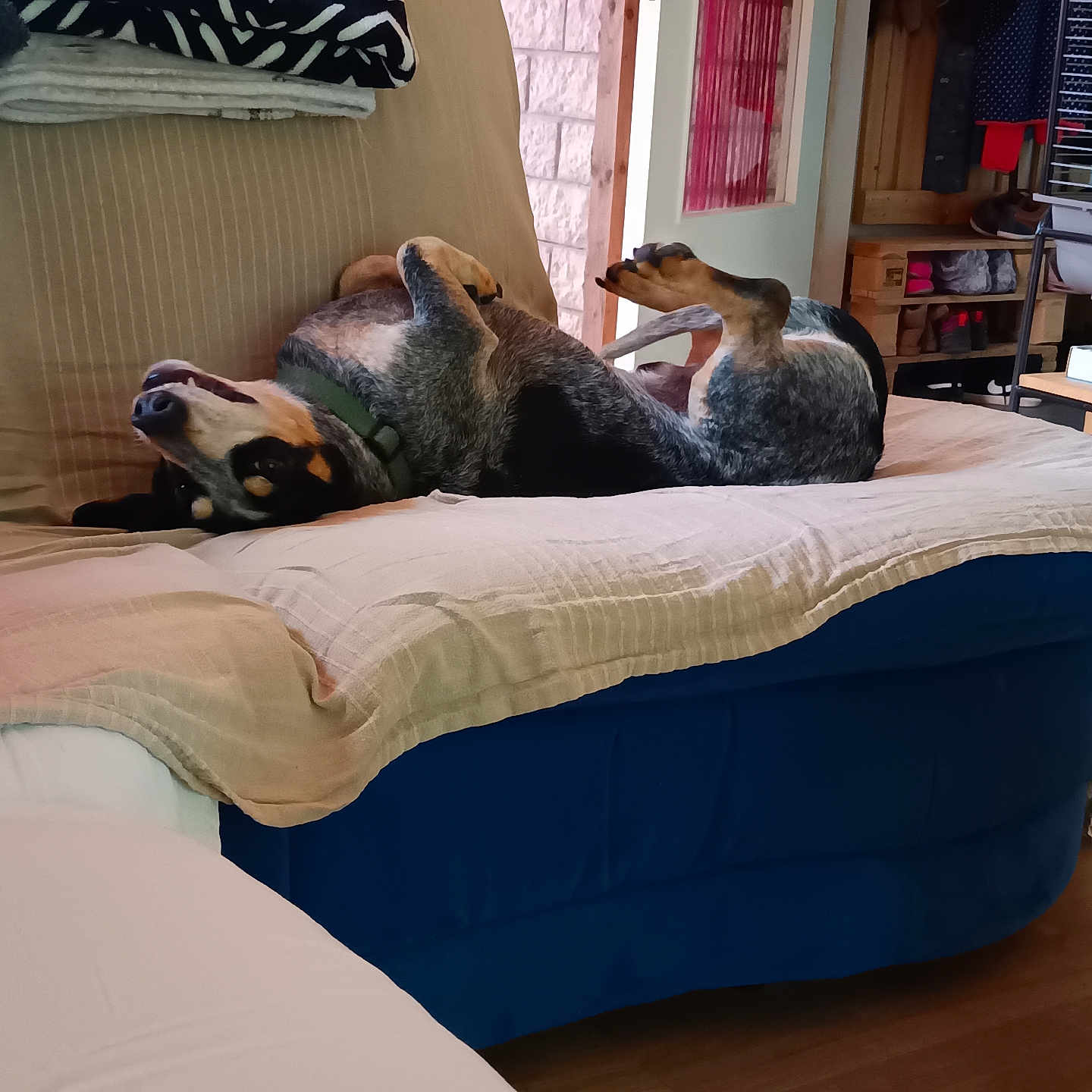 Rafale a rejoint le concours — aidez-le/la à gagner de superbes lots ! black_and_tan, blanket, canine, collar, comfortable, couch, cozy, dog, door, furniture, home, indoor, living_room, patterned_pillow, pet, playful, relaxed, resting, upside_down, wood_floor