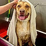 animal, bath, brown_dog, canine, cute, dog, ears, eyes, face, fur, hand, happy, indoor, mouth, pet_grooming, rubber_mat, sink, tongue_out, towel, wet