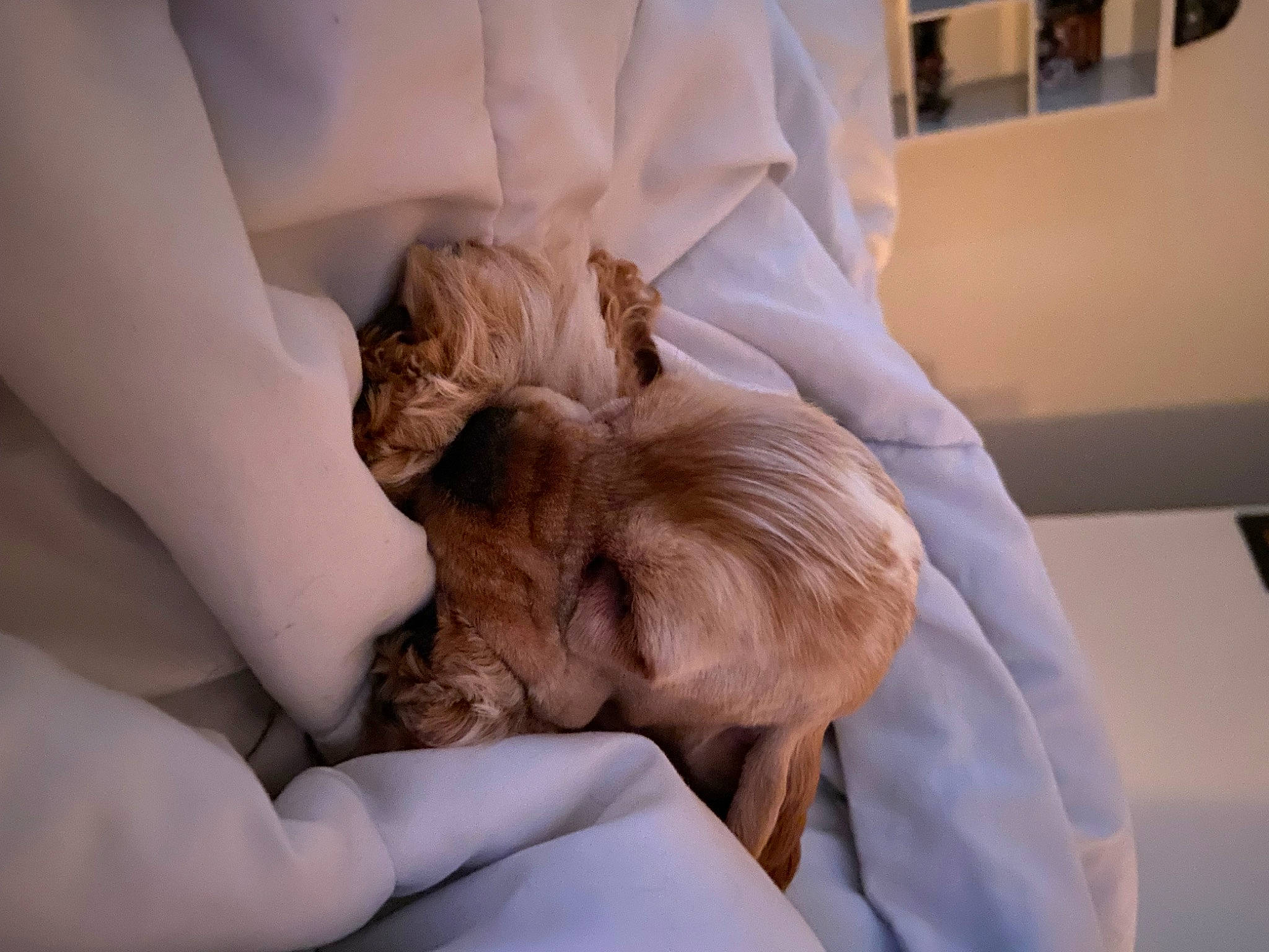 Pía joined the competition — help win amazing prizes! blond, brown_hair, canidae, carnivore, comfort, companion_dog, dog_breed, ear, fawn, felidae, fur, gesture, human_leg, liver, nail, room, small_to_medium_sized_cats, sporting_group, wood, working_animal